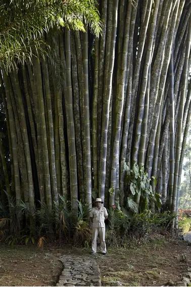 Giant Bamboo (Dendrocalamus asper) towering over a person for scale