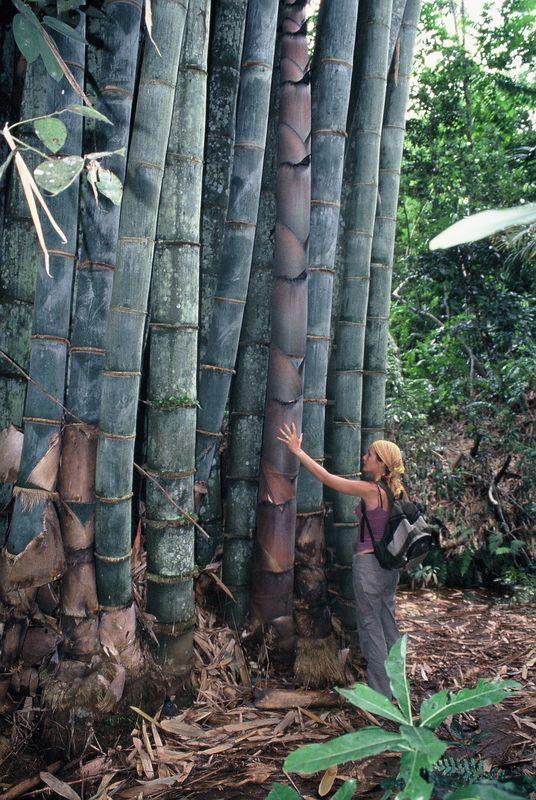 People standing beside a stand of Giant Bamboo for scale