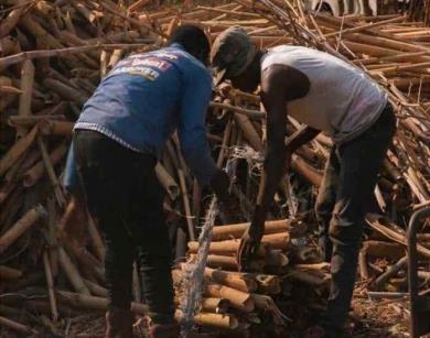 Workers collecting bamboo biomass