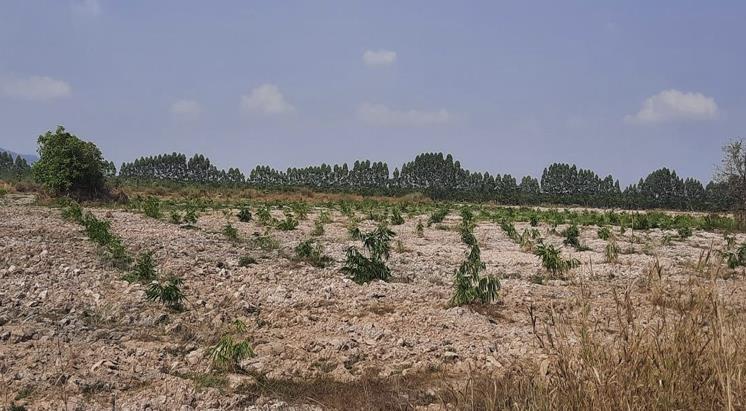 A newly planted bamboo field